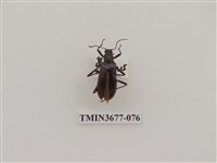 藏品(偽步行蟲)的圖片